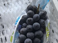 -马陆小张葡萄园农家乐