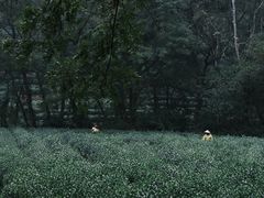 -云栖竹径