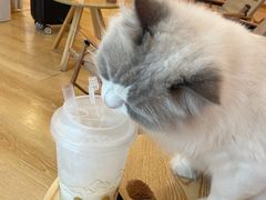 -猫咪派对(江南西店)