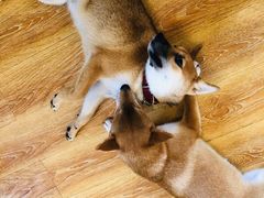 -柴犬高等学院·狗咖·柴犬售卖·宠物训练