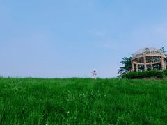 -大塘金香草谷