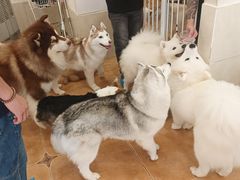 -Let's go狗咖·猫咖·奶狗·桌游(春熙路IFS店)