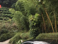 -十八棵（老龙井）御茶园(老龙井店)