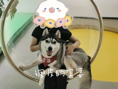 -Husky Go! 哈士奇体验馆·宠物咖啡厅狗咖