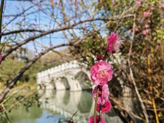 -顾村公园