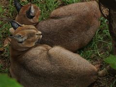 -西霞口神雕山野生动物世界