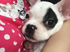 -1013 PET SHOP 宠物商店(近铁城市广场店)