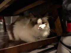 猫咪-咖法森林·咖啡  酒吧(天河店)