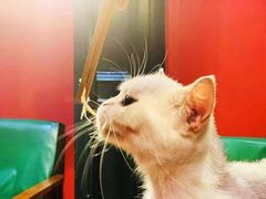 -猫色咖啡·猫咖
