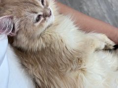 -楼上猫咖(罗湖店)