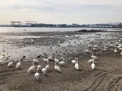 -烟墩角天鹅湖