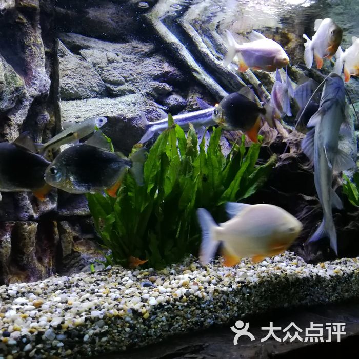 上海海洋水族館