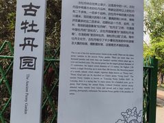 -洛阳市牡丹公园