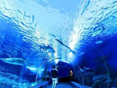 -暹罗海洋世界