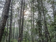 -重庆雨台山风景区