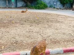 -清迈夜间动物园