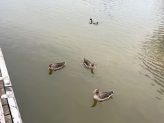 -西安浐灞国家湿地公园