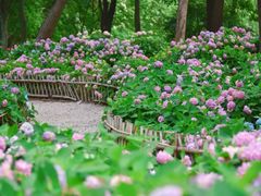 -上海共青森林公园