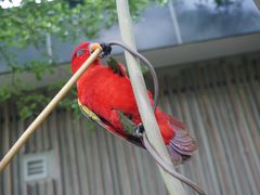 -新加坡飞禽公园