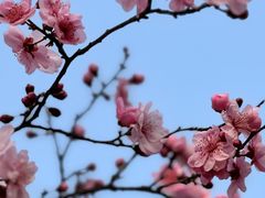 -白塘生态植物园