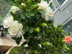 -青石桥花鸟鱼虫市场(叠翠城店)