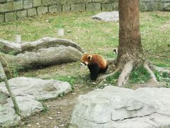 -上海野生动物园