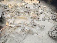 -自贡恐龙博物馆