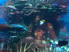 -迪拜帆船酒店海底餐厅