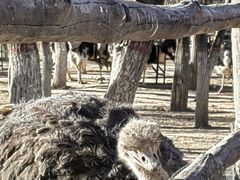 -青藏高原野生动物园