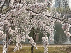 -桃花堤公园