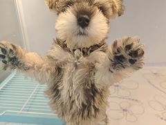 -翊宠yipet猫狗购宠庄园犬舍•猫舍