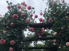 -三圣花乡旅游区