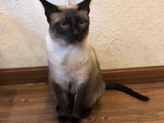 -猫友咖啡店(玉林西路店)