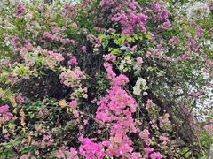 -深圳国际园林花卉博览园