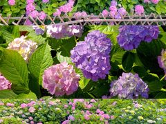 -上海共青森林公园