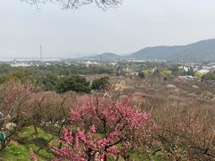 -香雪海