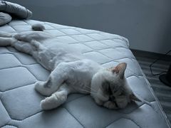 -babydoll猫舍·米努特·德文·缅因(久光中心店)