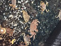 -蟹料理 北海道かに将軍(札幌本店)