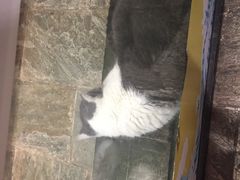 -猫咪博物馆(顶澳仔猫街店)