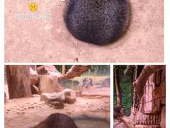 -正佳雨林生态植物园