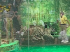 -清迈夜间动物园