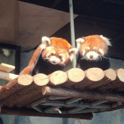 -Zoolung Zoolung动物主题公园(海信广场店)