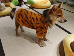-逗柴咖啡屋·狗咖猫咖宠物桌游