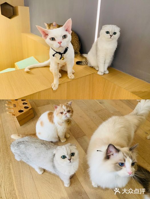 CAT’S MEWSTAR CAFE·喵星球猫屋(晴湾咖啡店)图片