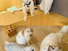 -CAT’S MEWSTAR CAFE·喵星球猫屋(晴湾咖啡店)