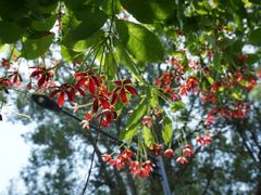 -广州市白云山风景名胜区
