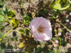 -杭州湾海上花田景区