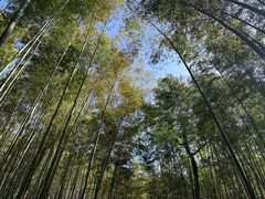 -大奇山国家森林公园