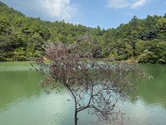 -广州白江湖森林公园