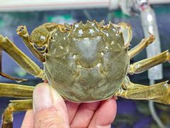 -阳澄湖大闸蟹·琼灵阁牌品牌连锁(吴中总店)